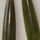 Jade tear drops